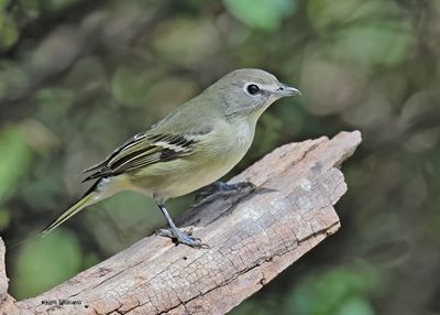Cassin's Vireo