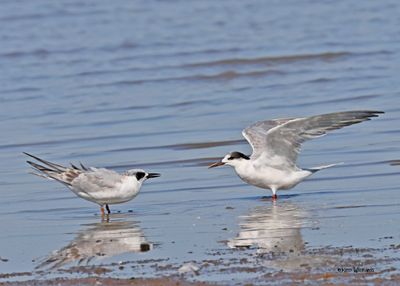 Terns