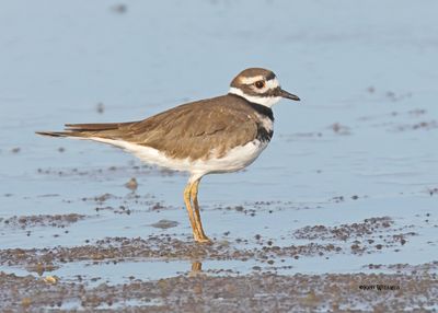 : Killdeer :