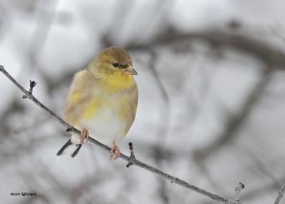 :Goldfinches & Siskins: