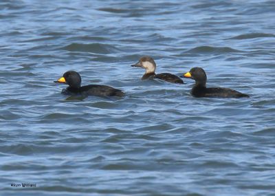 :Black Scoter: