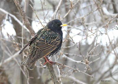 :European Starling: