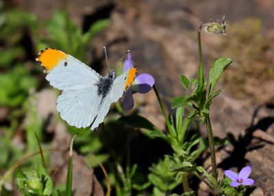 Falcate Orangetip male, Ft Gibson Lake, Cherokee Co, OK, 3-24-2025_9953z.jpg