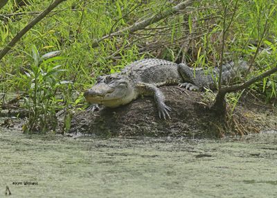 :: Alligator ::