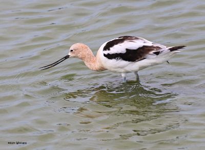 : American Avocet
