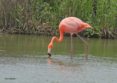 American Flamingo, Port Aransas, TX, 4-28-2025_0626az.jpg