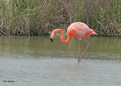 American Flamingo, Port Aransas, TX, 4-28-2025_0632az.jpg