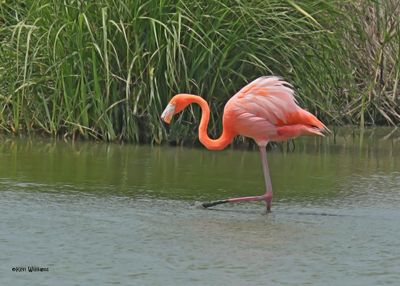 American Flamingo, Port Aransas, TX, 4-28-2025_0648az.jpg