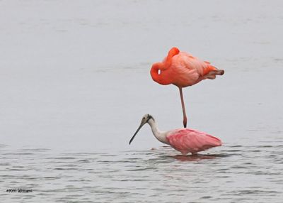 American Flamingo, Port Aransas, TX, 4-29-2025_2019az.jpg