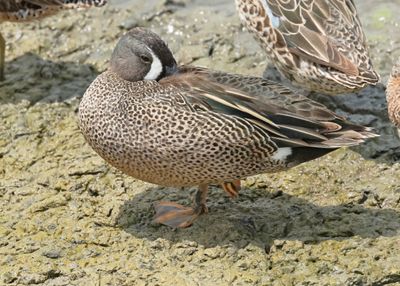 :Blue-winged Teal: