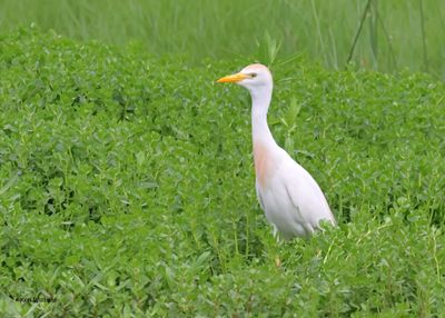 Cattle Egret