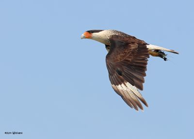 :Crested Caracara: