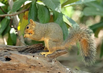 Eastern Fox Squirrel