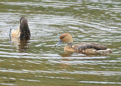 :Fulvous Whistling Duck: