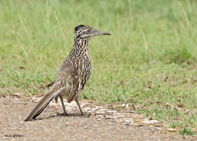 Greater Roadrunner, Laguna Atascosa NWR,, TX, 4-23-2025_2940az.jpg