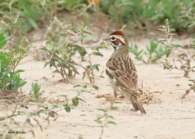 :Lark Sparrow:
