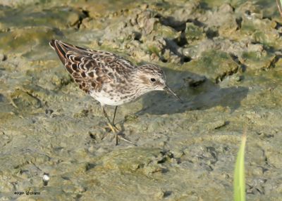 Least Sandpiper, Port Aransas, TX, 4-28-2025_1581az.jpg