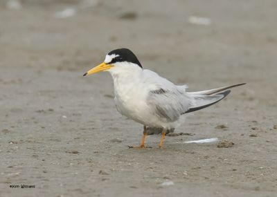 Least Tern, S. Padre Is, TX, 4-23-2025_1295z.jpg
