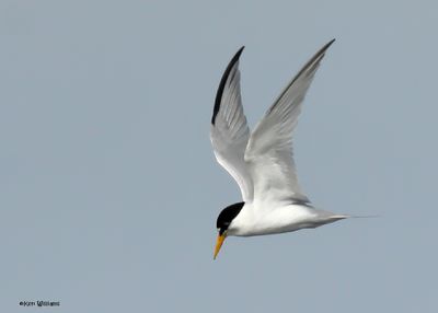 Least Tern, S. Padre Is, TX, 4-24-2025_5749az.jpg