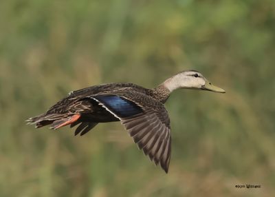 :Mottled Duck: