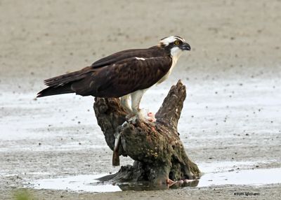 :Osprey: