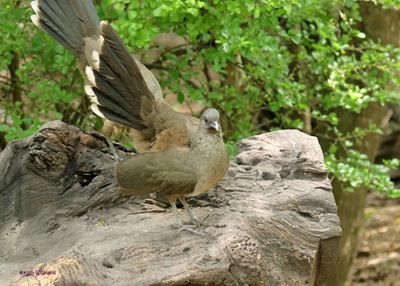 :Chachalaca: