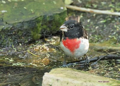 Rose-breasted Grosbeak