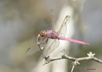 :Roseate Skimmer: