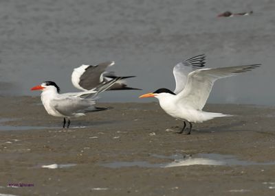 :Royal Tern: