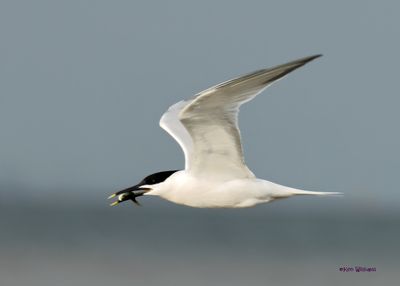 :Sandwich Tern: