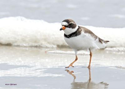: Semipalmated Plover :