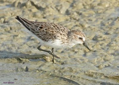 : Semipalmated Sandpiper :