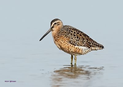 : Short-billed Dowitcher :