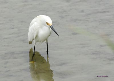 Snowy Egret