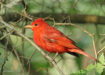 :Summer Tanager: