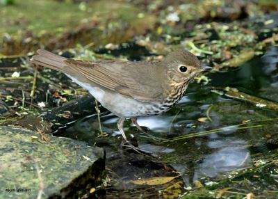 Swainson's Thrush