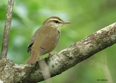 : Swainson's Warbler :