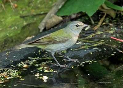 : Tennessee Warbler :