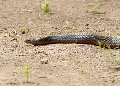 Texas Indigo Snake, Laguna Vista Nature Trail, TX, 4-24-2025_6269az.jpg