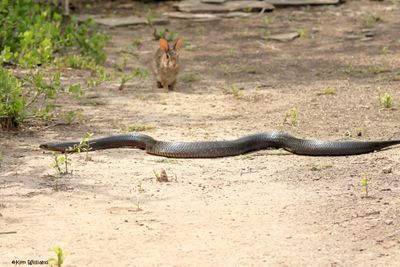Texas Indigo Snake, Laguna Vista Nature Trail, TX, 4-24-2025_6291az.jpg