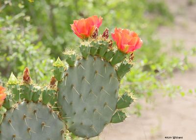 Plants - Cactus