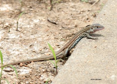 : Lizards :