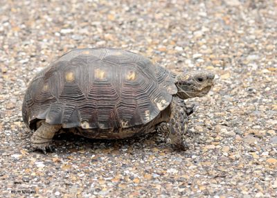 : Turtles :