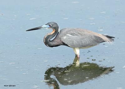 Tricolored Heron