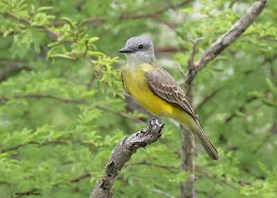 Tropical Kingbird