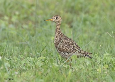 Upland Sandpiper, S. Padre Is, TX, 4-22-2025_1003z.jpg