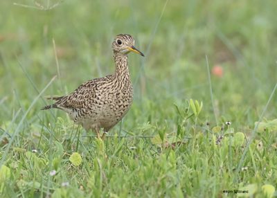 Upland Sandpiper, S. Padre Is, TX, 4-22-2025_1038z.jpg