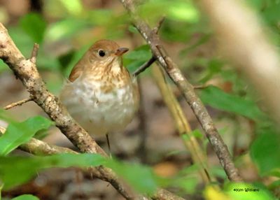 Veery