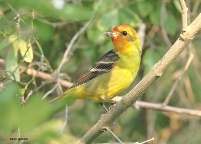 :Western Tanager:
