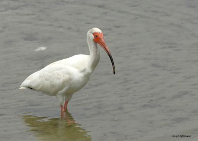 White Ibis